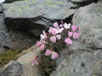 タカネビランジ